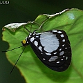 Tellervo zoilus (Cairns Hamadryad) ゴウシュウトンボマダラ likes to hang down on the underside of leaf.<br />Canon EOS 7D + EF70-200 F4L IS +EF1.4xII